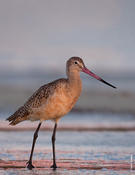 Marbled Godwit