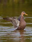 Mottled Duck