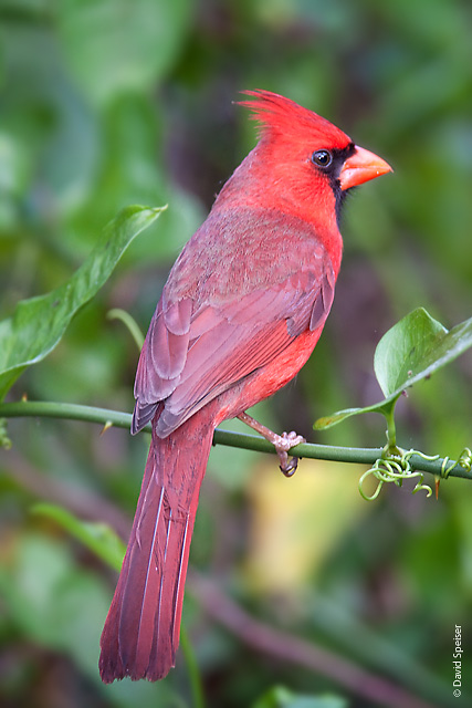 Northern Cardinal