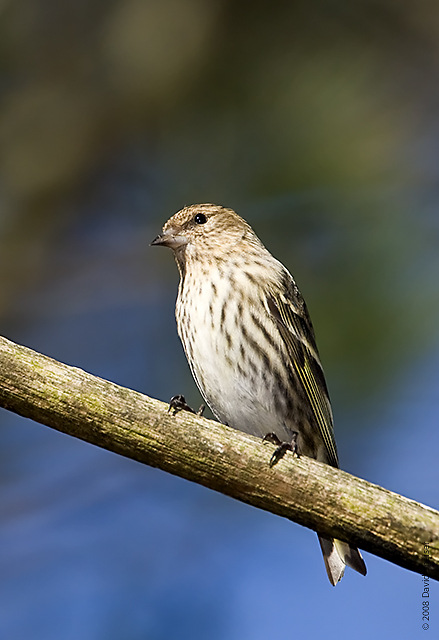 Pine Siskin