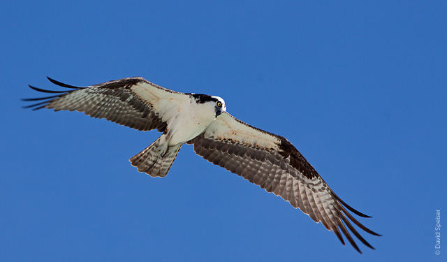 Osprey