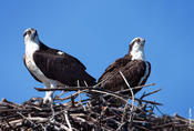 Osprey