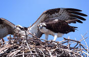 Ospreys at Nest