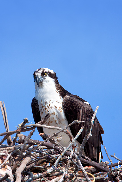 Osprey