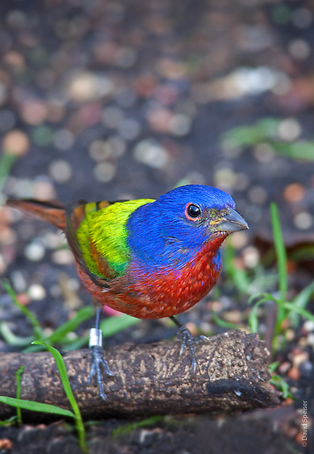 Painted Bunting