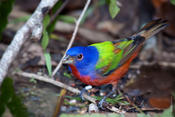 Painted Bunting