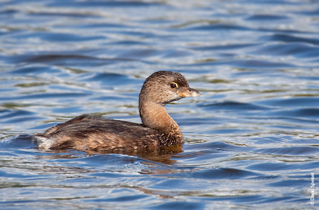 Pied-billed Grebe