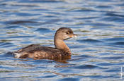 Pied-billed Grebe