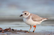 Piping Plover w/Tags and Bands