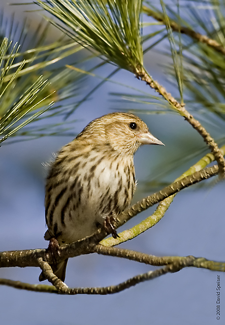 Pine Siskin