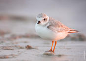 Piping Plover @ Sunset