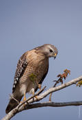 Red-shouldered Hawk