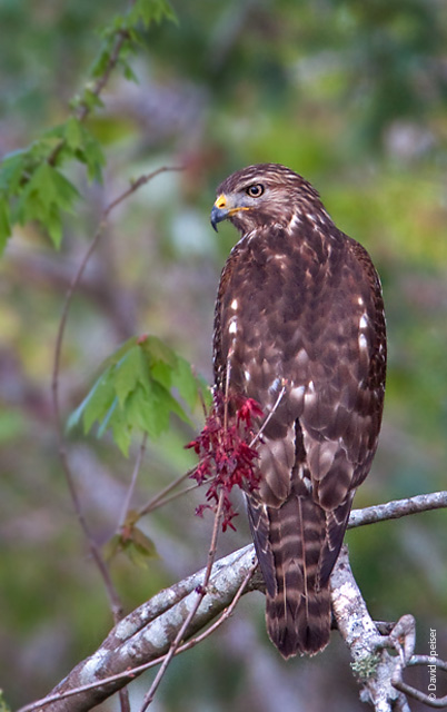 Red-shouldered Hawk