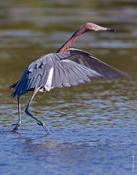 Reddish Egret