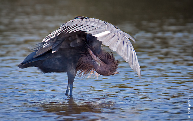 Reddish Egret