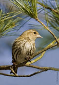 Pine Siskin