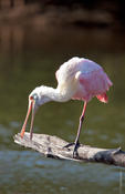 Roseate Spoonbill