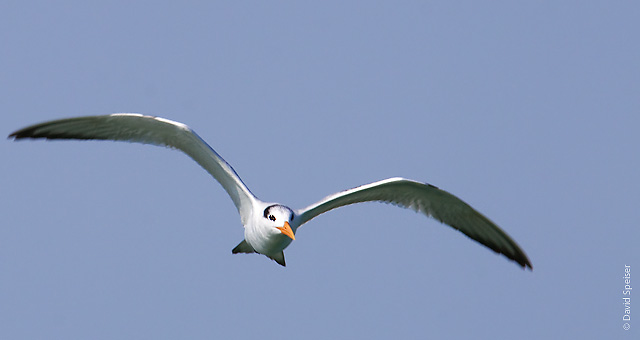 Royal Tern