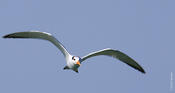 Royal Tern