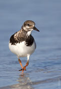 Ruddy Turnstone