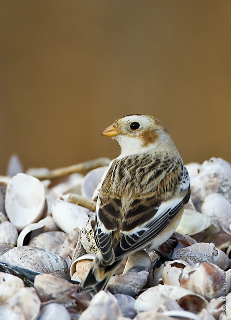 Snow Bunting