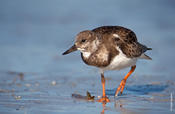 Ruddy Turnstone