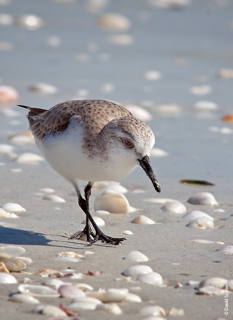 Sanderling