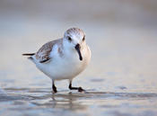 Sanderling