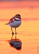 Semipalmated Plover @ Sunset