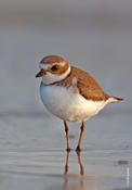 Semipalmated Plover