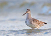 Short-billed Dowitcher