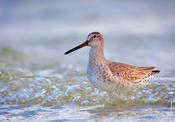 Short-billed Dowitcher