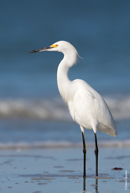 Snowy Egret