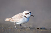 Snowy Plover