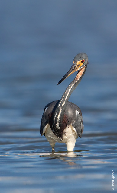 Tricolored Heron