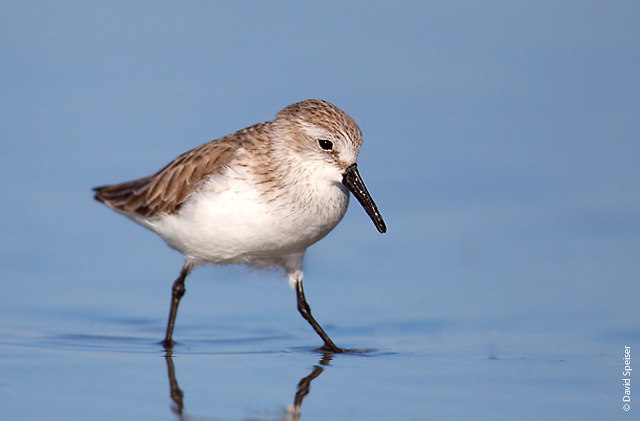 Western Sandpiper