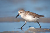 Western Sandpiper