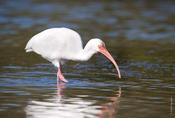 White Ibis