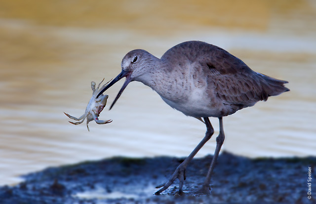 Willet Eating a Crab