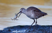 Willet Eating a Crab