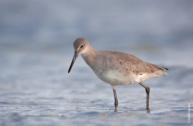 Willet