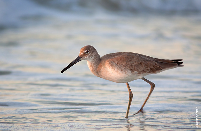 Willet @ Sunrise