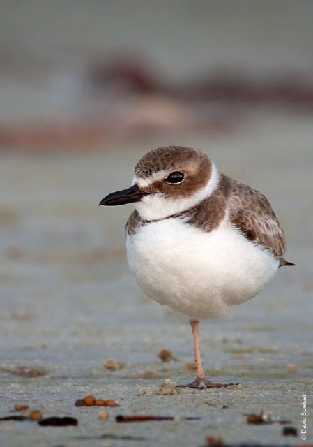 Wilson's Plover