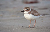 Wilson's Plover