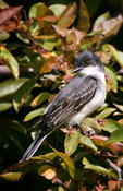 eastern kingbird 2a.jpg