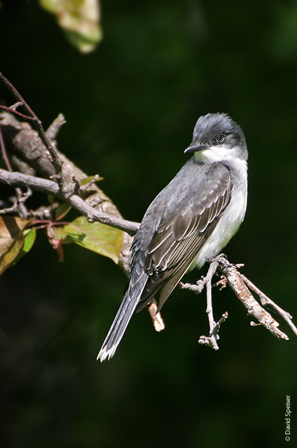 eastern kingbird 1c.jpg