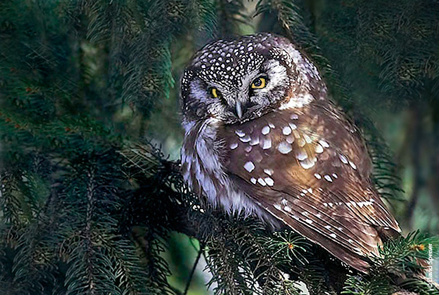 Boreal Owl