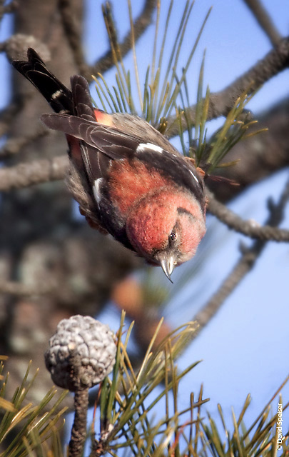 White-winged Crossbill