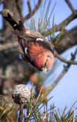 White-winged Crossbill