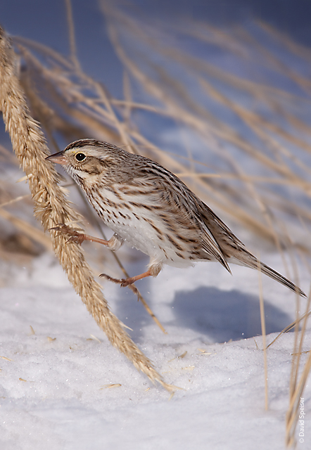 Savannah Sparrow (Ipswich)